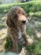 Miniature Poodle Puppies for sale in Scottsville, KY 42164, USA. price: $700