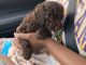 Miniature Poodle Puppies for sale in New York, NY, USA. price: $1,000