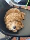 Miniature Poodle Puppies for sale in New Cumberland, PA 17070, USA. price: $1,200