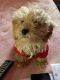 Miniature Poodle Puppies for sale in Indianapolis, IN, USA. price: $450