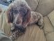Miniature Poodle Puppies for sale in Tulsa, OK, USA. price: $220