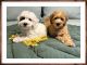 Miniature Poodle Puppies for sale in Bellevue, TN 37221, USA. price: NA