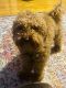 Miniature Poodle Puppies for sale in Queens, NY, USA. price: $1,400