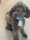 Miniature Poodle Puppies for sale in Cincinnati, OH, USA. price: NA