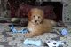 Miniature Poodle Puppies for sale in Bellevue, TN 37221, USA. price: $1,200