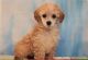 Miniature Poodle Puppies for sale in 9417 East 105th Pl S, Tulsa, OK 74133, USA. price: $2,000