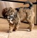 Miniature Poodle Puppies for sale in Parker, CO, USA. price: $800