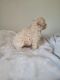 Miniature Poodle Puppies for sale in Fort Worth, TX, USA. price: $1,100