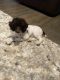 Miniature Poodle Puppies for sale in Aubrey, TX, USA. price: NA