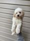 Miniature Poodle Puppies for sale in Charlotte, NC, USA. price: $600