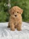 Miniature Poodle Puppies for sale in Penn Yan, NY 14527, USA. price: $1,599