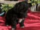 Miniature Poodle Puppies for sale in Gadsden, AL, USA. price: NA