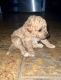 Miniature Poodle Puppies for sale in Westchester County, NY, USA. price: NA