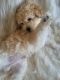 Miniature Poodle Puppies for sale in Fort Worth, TX, USA. price: $1,000
