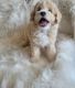 Miniature Poodle Puppies for sale in Fort Worth, TX, USA. price: $1,000