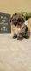 Miniature Poodle Puppies for sale in Kalamazoo, MI, USA. price: NA