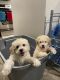 Miniature Poodle Puppies for sale in Indianapolis, IN 46260, USA. price: $900