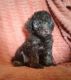 Miniature Poodle Puppies for sale in Stoutland, MO, USA. price: $400