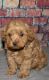Miniature Poodle Puppies for sale in Williams, OR 97544, USA. price: NA