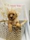 Miniature Poodle Puppies for sale in Toledo, OH, USA. price: $600