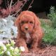 Miniature Poodle Puppies for sale in Centerville, TN, USA. price: NA