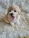 Miniature Poodle Puppies for sale in Fort Worth, TX, USA. price: $900