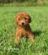Miniature Poodle Puppies for sale in Nathalie, VA 24577, USA. price: $800