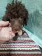 Miniature Poodle Puppies for sale in Macomb, MO 65702, USA. price: $500