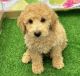 Miniature Poodle Puppies for sale in Canal Winchester, OH, USA. price: NA