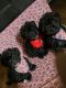 Miniature Poodle Puppies for sale in Florence, SC, USA. price: $600