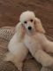 Miniature Poodle Puppies for sale in Deatsville, AL 36022, USA. price: $400