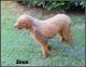 Miniature Poodle Puppies for sale in Abbeville, SC 29620, USA. price: NA