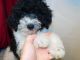 Miniature Poodle Puppies for sale in Unionville, MO 63565, USA. price: $2,000