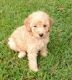 Miniature Poodle Puppies for sale in Jackson, TN, USA. price: NA