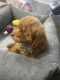Miniature Poodle Puppies for sale in Carteret, NJ, USA. price: $600