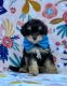 Miniature Poodle Puppies for sale in Lancaster, PA, USA. price: $395