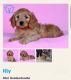 Miniature Poodle Puppies for sale in St. Louis, MO 63128, USA. price: $700