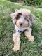 Miniature Poodle Puppies for sale in Fort Atkinson, WI, USA. price: $2,000