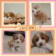 Miniature Poodle Puppies for sale in Staten Island, NY 10304, USA. price: NA