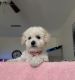 Miniature Poodle Puppies for sale in 83rd Ave, Phoenix, AZ, USA. price: $600