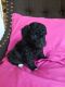 Miniature Poodle Puppies for sale in Bellevue, WA, USA. price: $360
