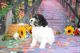 Miniature Poodle Puppies for sale in Lake Benton, MN 56149, USA. price: $900