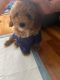 Miniature Poodle Puppies for sale in Suffern, NY 10901, USA. price: $1,800