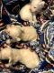 Miniature Poodle Puppies for sale in Prescott, AZ, USA. price: $400