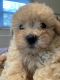 Miniature Poodle Puppies for sale in High Point, NC, USA. price: $1,000