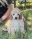 Miniature Poodle Puppies for sale in Sultan, WA, USA. price: $300