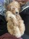 Miniature Poodle Puppies for sale in Elwood, UT 84337, USA. price: $4,000