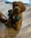 Miniature Poodle Puppies for sale in Marshallton, DE 19808, USA. price: $1,500