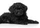 Miniature Poodle Puppies for sale in Lowell, MA, USA. price: NA