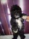 Miniature Poodle Puppies for sale in Paintsville, KY, USA. price: $500